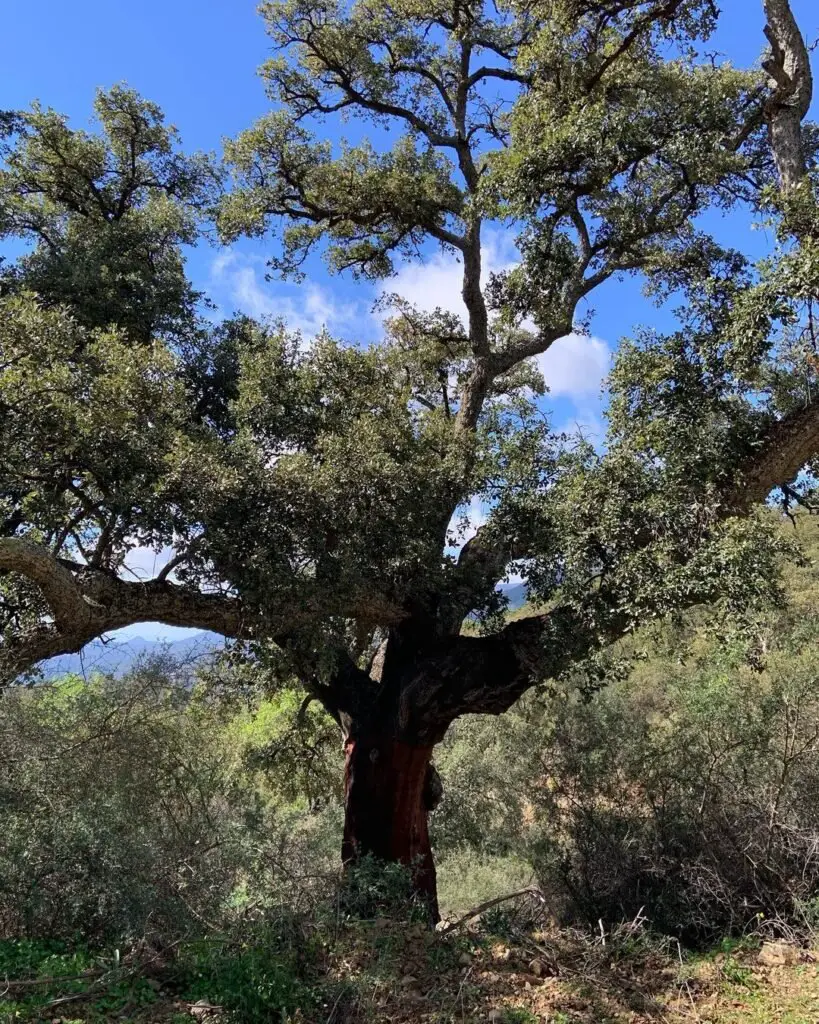  Vibrant red trunk of Cork Oak Tree standing in expansive field.