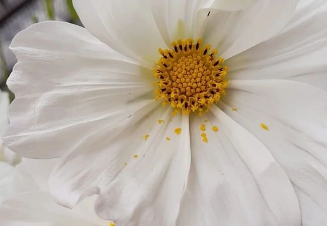 Cosmos Flowers: The Gardener's Easy-to-Grow Delight