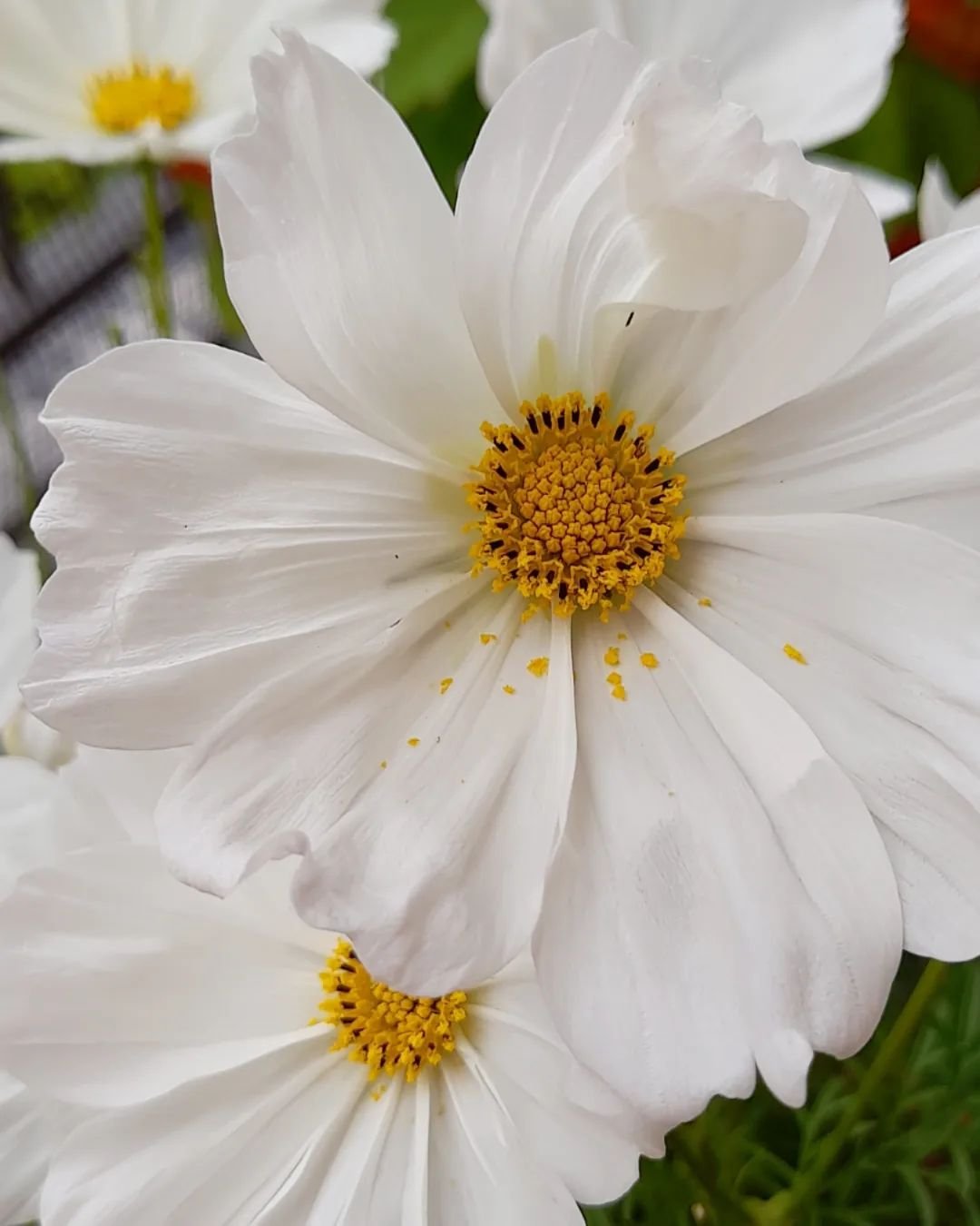 White cosmos flowers with yellow centers.