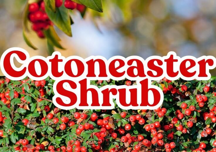 Cotoneaster Shrub: A Gardener’s Guide to Growing and Thriving