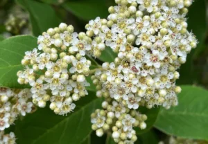 Cotoneaster: The Unsung Hero of Landscape Shrubs