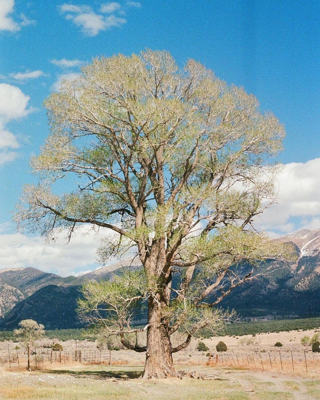 A Cottonwood Tree standing tall in the middle of a field.