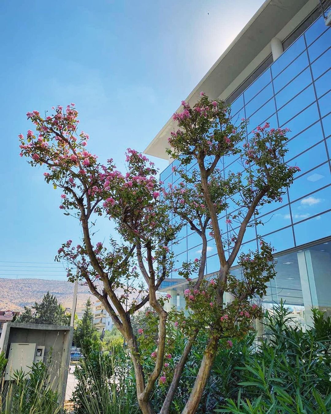 Crape Myrtle Tree with pink flowers in front of a building.