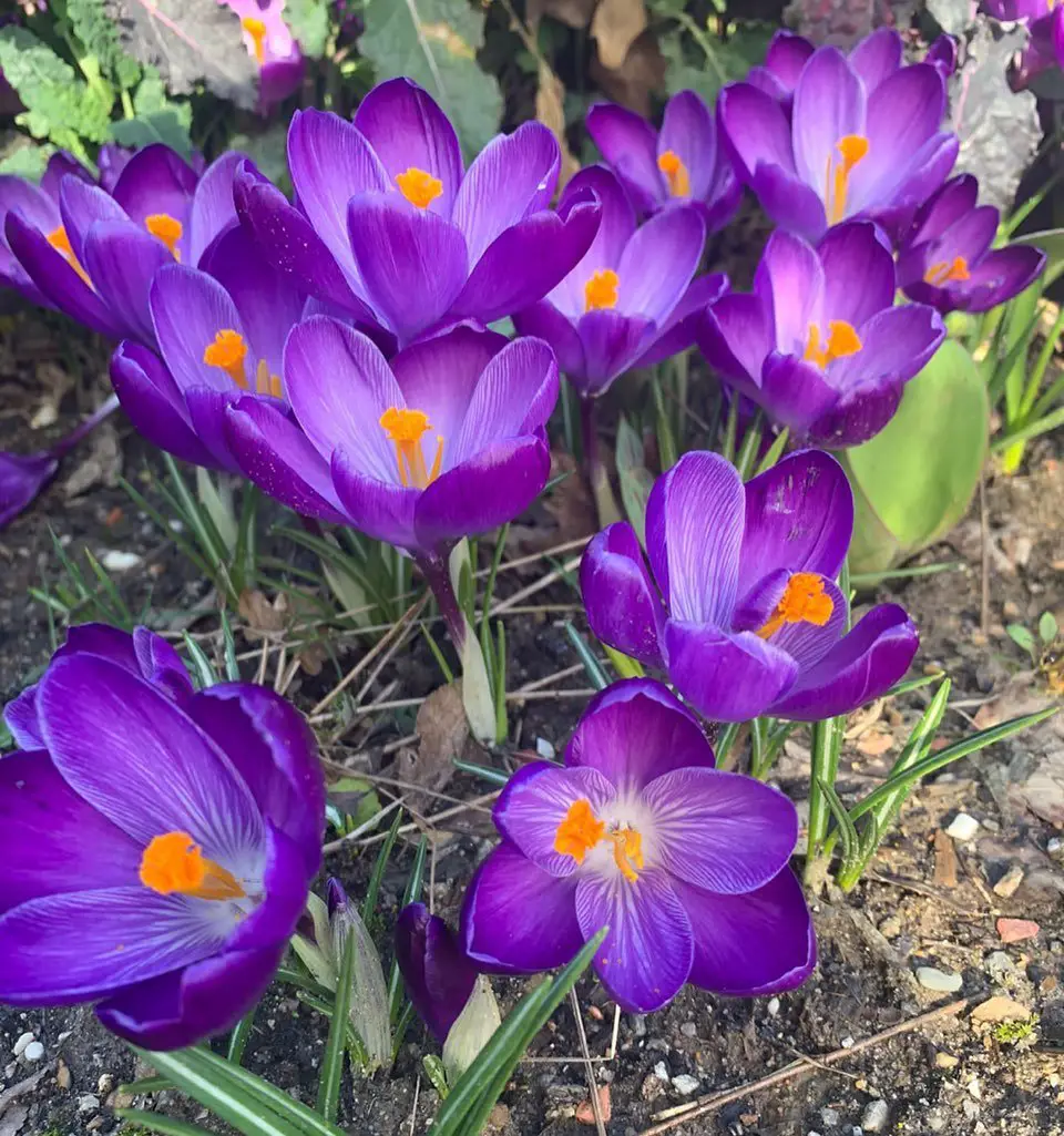  Purple Crocus Flowers blooming in garden