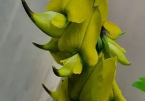 Crotalaria: The Rattling Bloom