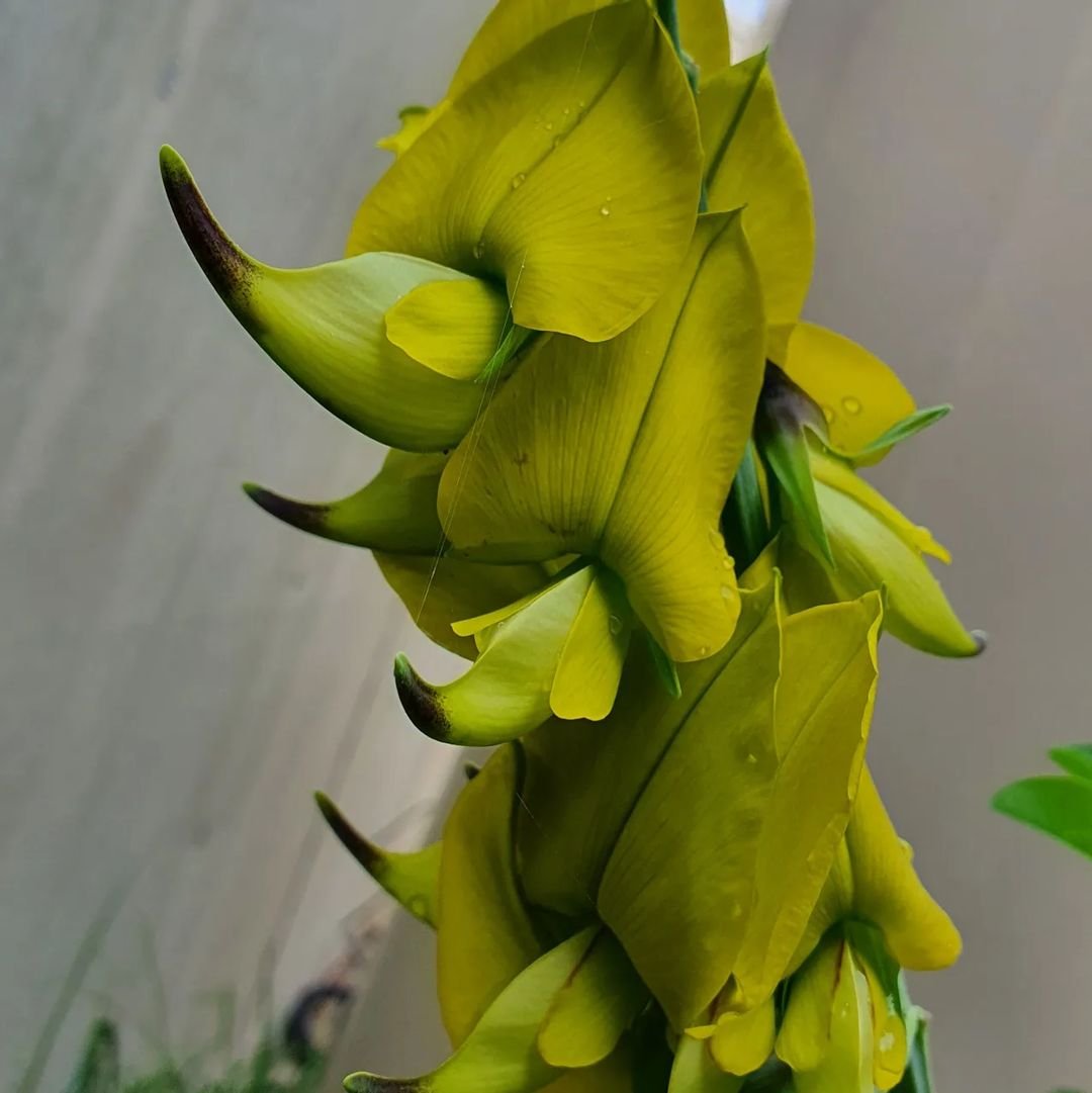 Bright yellow Crotalaria flower surrounded by lush green leaves.