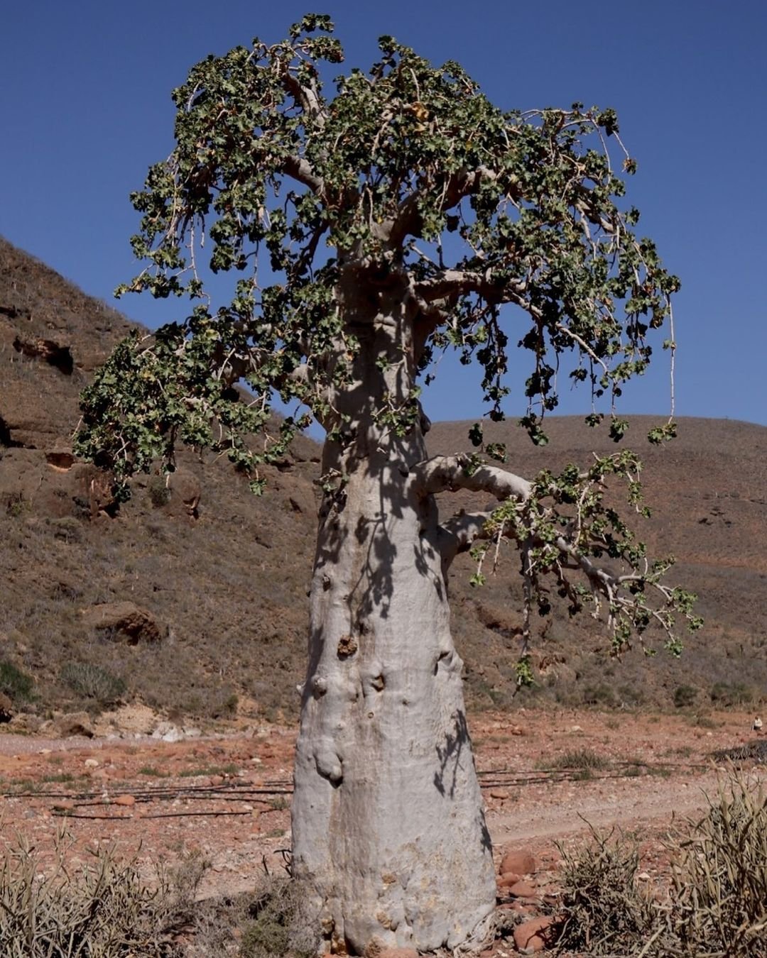  A solitary baobab tree, also known as the Cucumber Tree, in the arid desert environment.