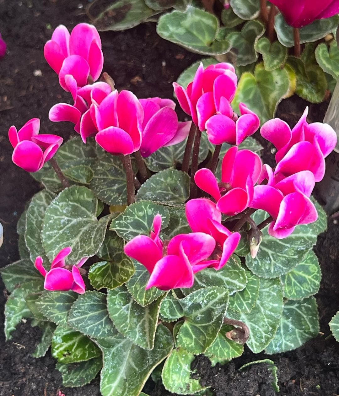 A close-up of pink cyclamen flowers in a garden.