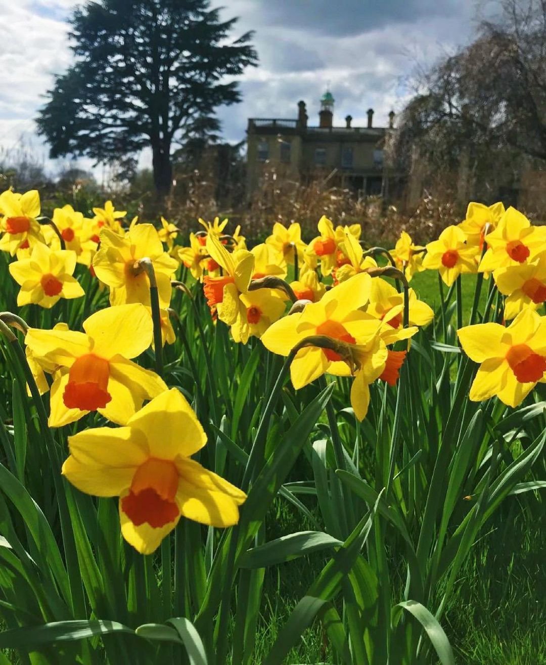 Yellow daffodils blooming in front of a house.