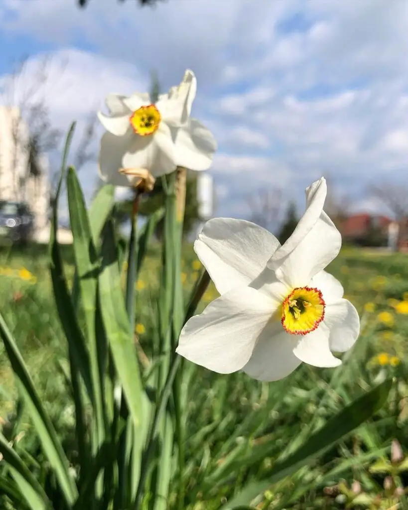 Two white daffodils in grass with blue sky.