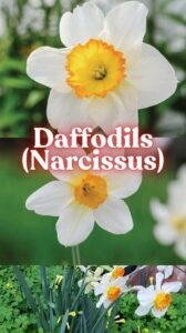 Daffodils (Narcissus): Your Complete Guide to Planting, Meaning, and Varieties