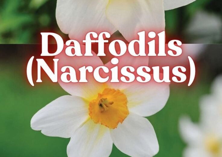 Daffodils (Narcissus): Your Complete Guide to Planting, Meaning, and Varieties