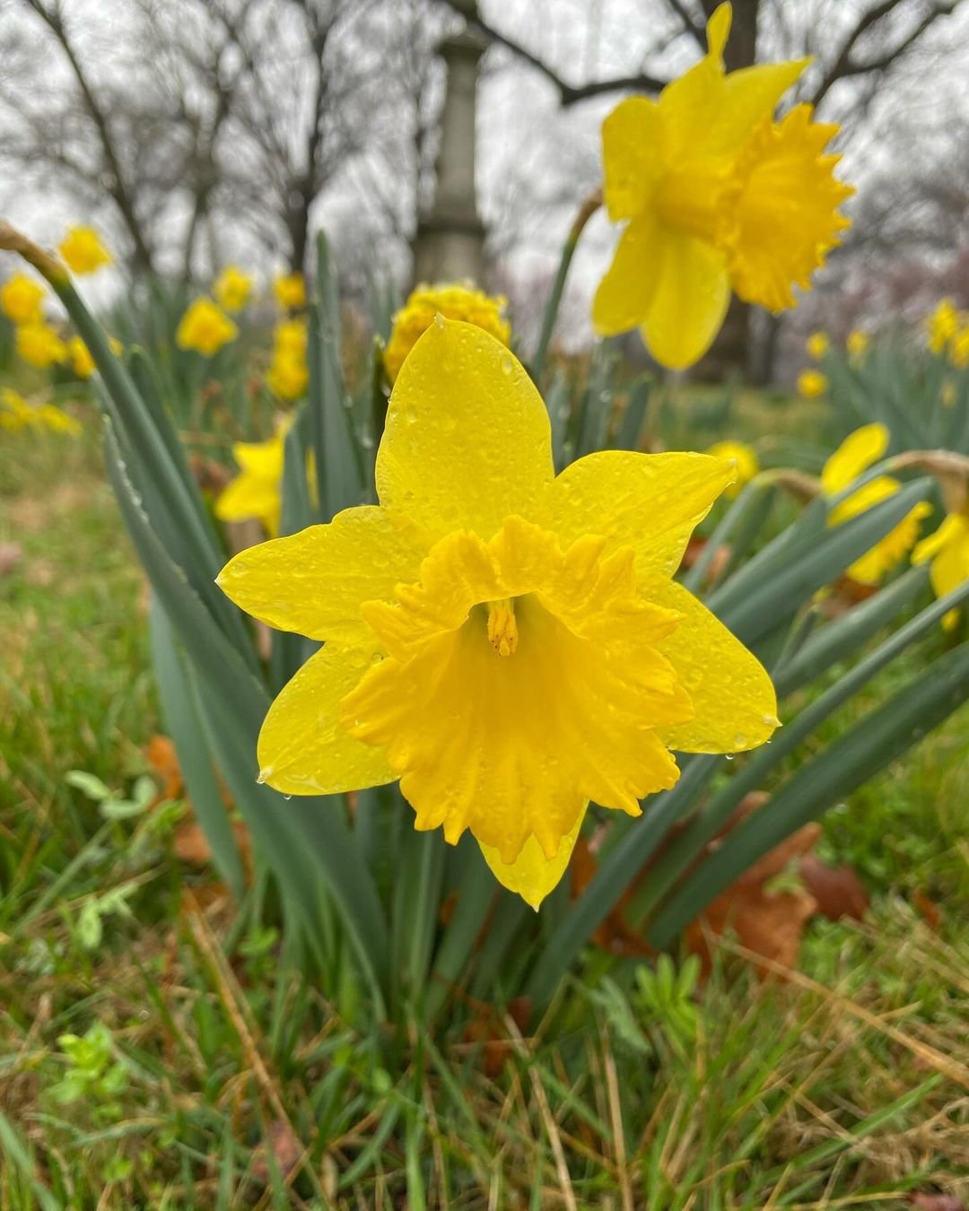 Daffodils-pretty-flowers-spring-bloom-in