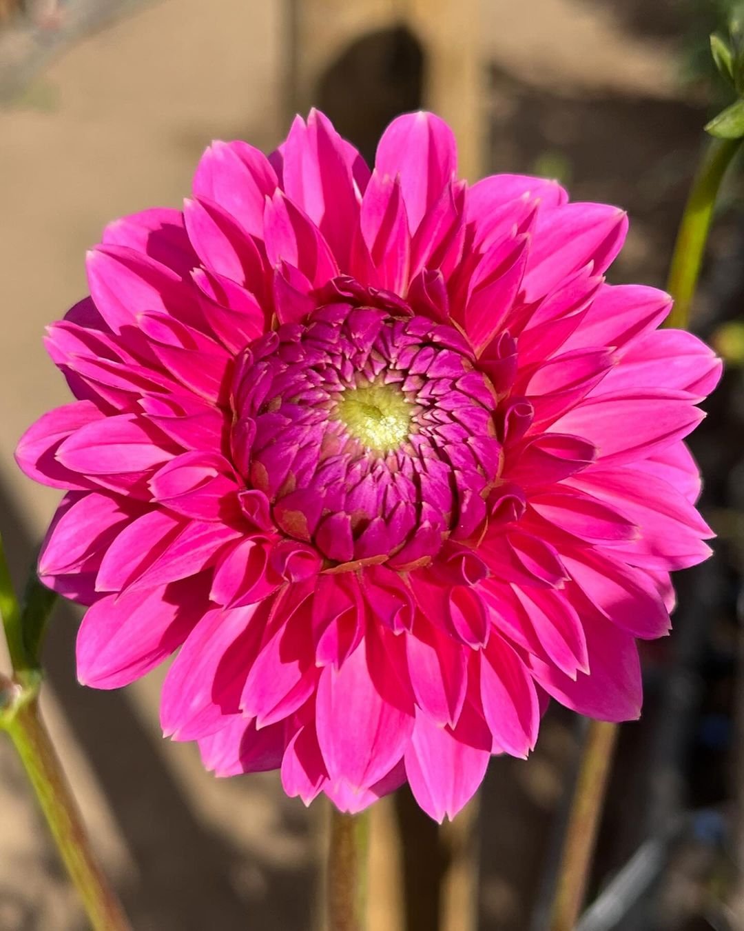 An image of a striking pink dahlia flower set against a backdrop of fresh green leaves.