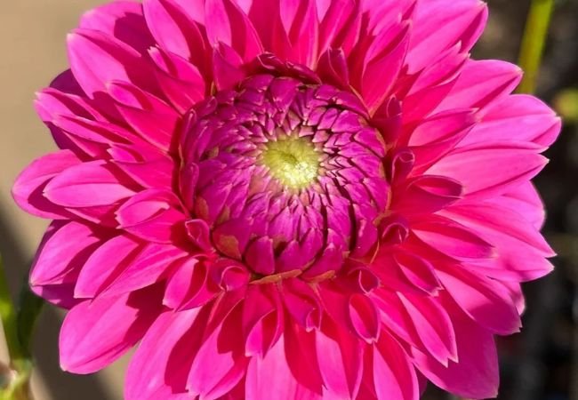 Dahlias : A Rainbow of Blooms for Your Garden