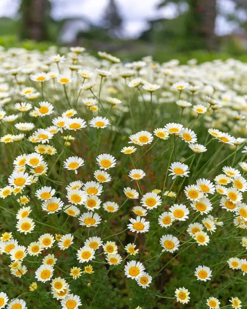 A beautiful garden filled with white Daisy Flowers blooming under the sun