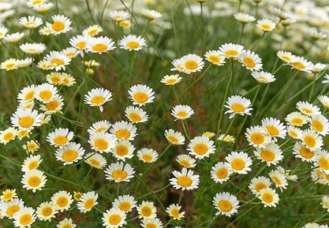 Daisy Flowers: The Cheerful, Classic Flowers of American Gardens