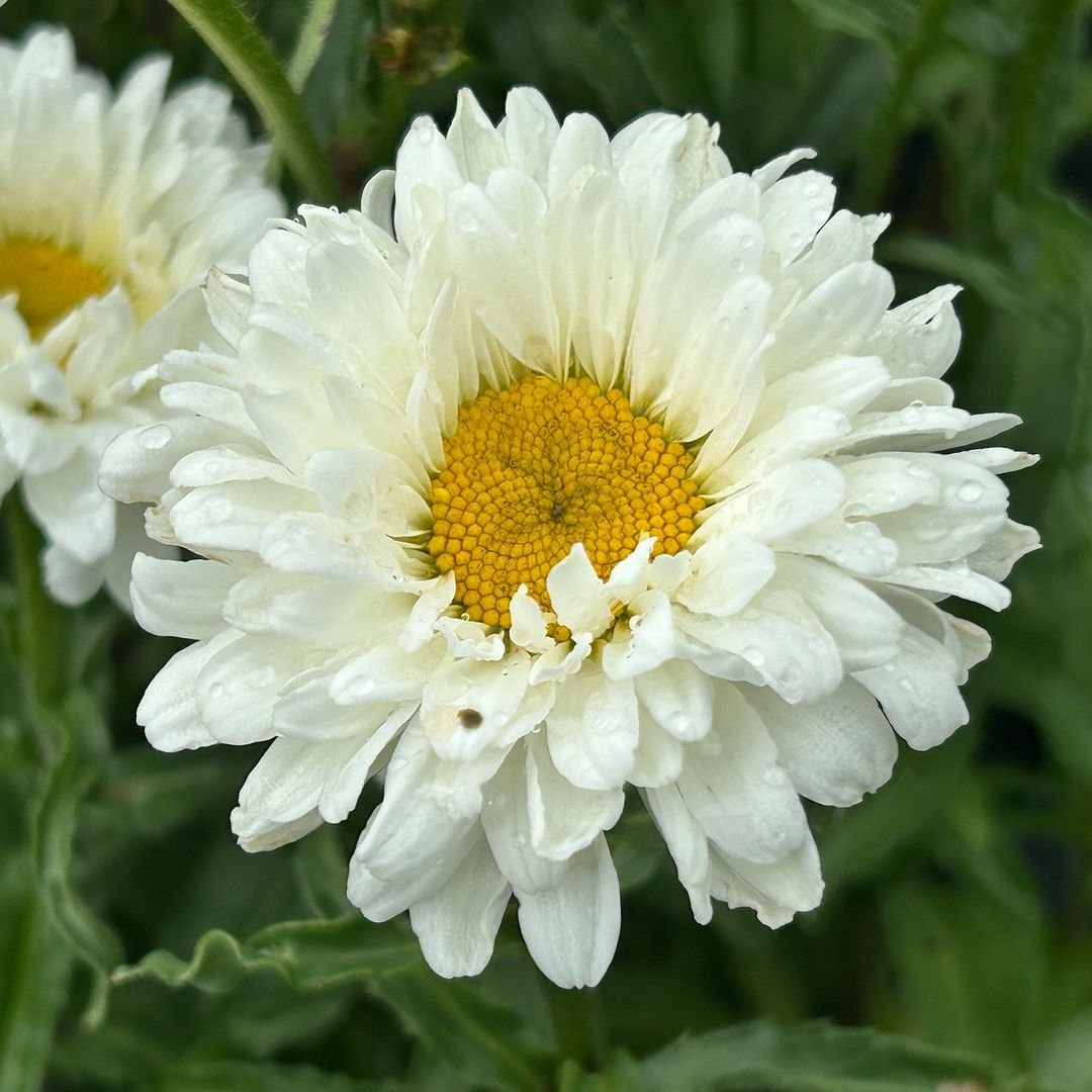 Two white daisies with yellow centers blooming in a garden.