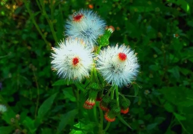 Dandelions: The Unsung Heroes of Your Lawn and Garden