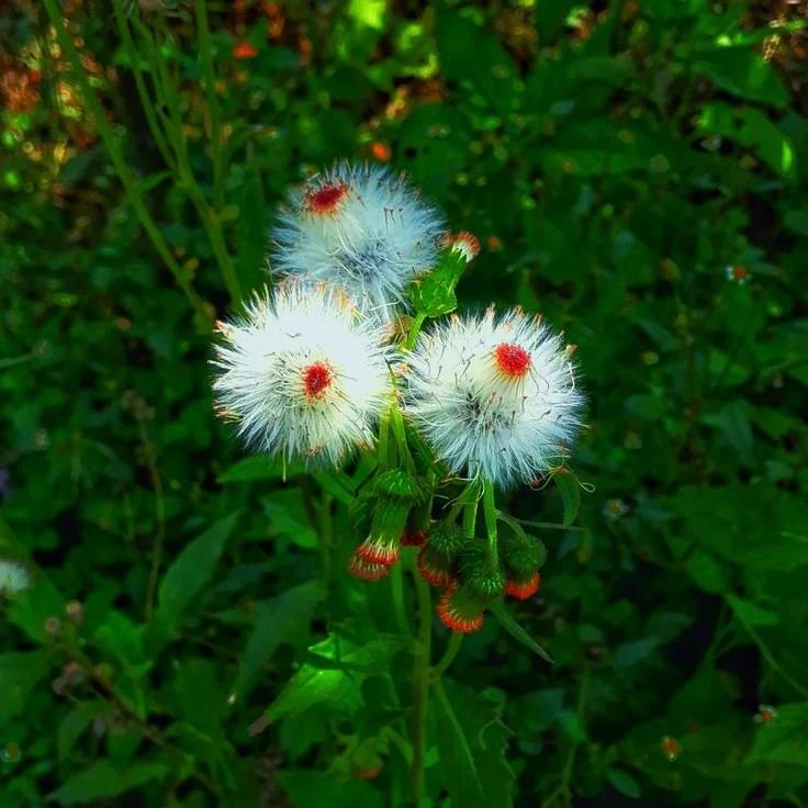 Two white dandelion flowers with red centers surrounded by green plants.