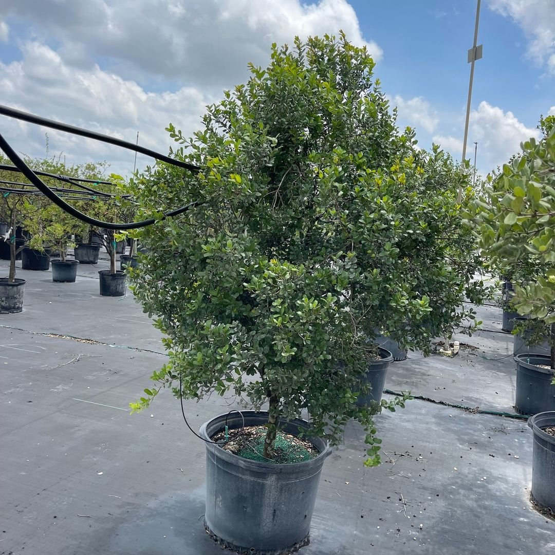 A large 'Darling Plum' tree in a pot on a concrete floor.