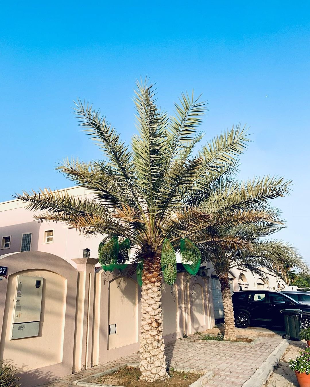 Date Palm tree in front of a building with a car parked in front.