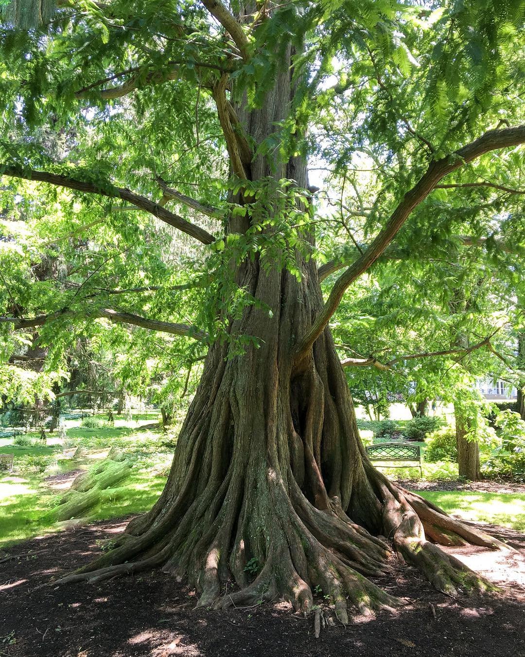 A large tree, identified as a Dawn Redwood, with extensive roots in a park.