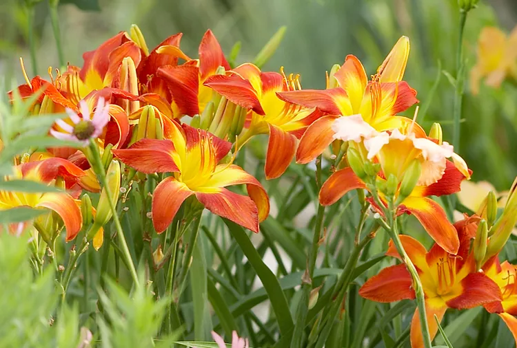 Vibrant orange and yellow daylilies blooming in the garden.