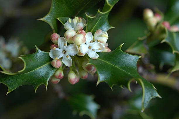 Macro shot of holly plant showcasing white flowers, December Birth Flower- Holly.