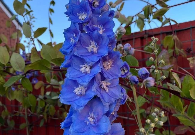 Delphinium : A Guide to Growing and Enjoying Colorful Blooms