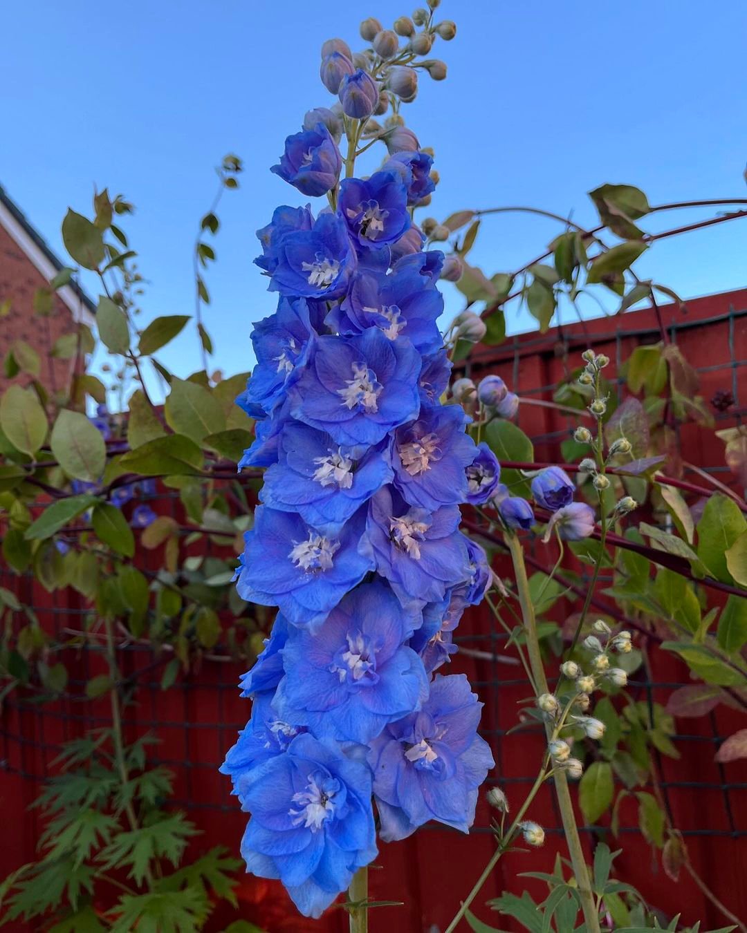 Blue Delphinium flower with white petals against a fence.