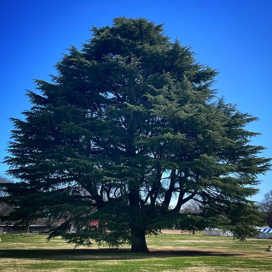 Majestic Deodara Cedar tree in park under clear blue sky.