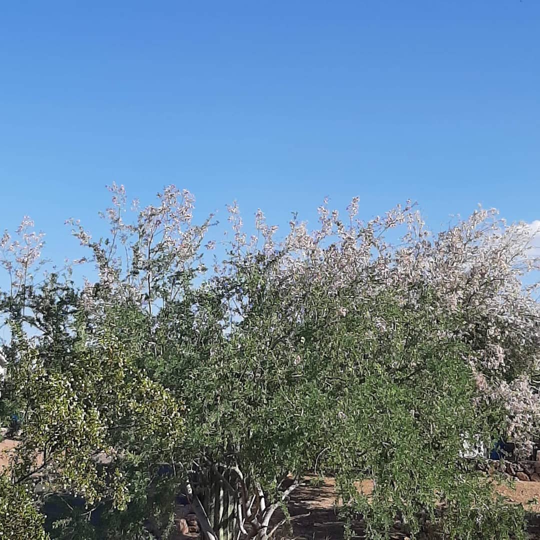 Desert Ironwood tree with white flowers blooming in arid landscape.