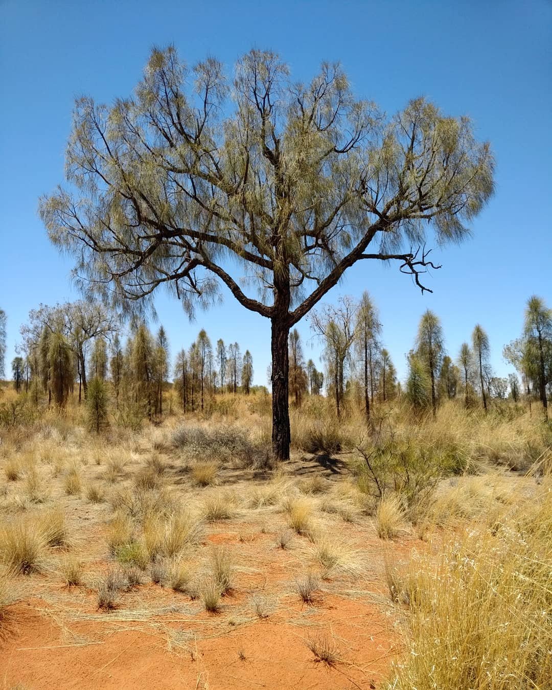 A single tree, a Desert Oak, surrounded by the arid desert terrain.