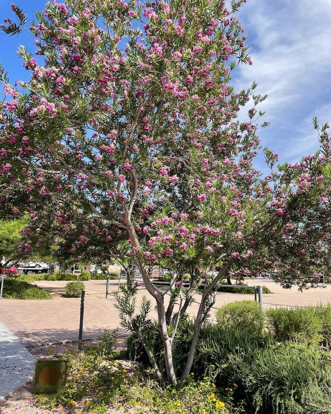 Blossoming Desert Willow tree with pink flowers in a serene park setting.