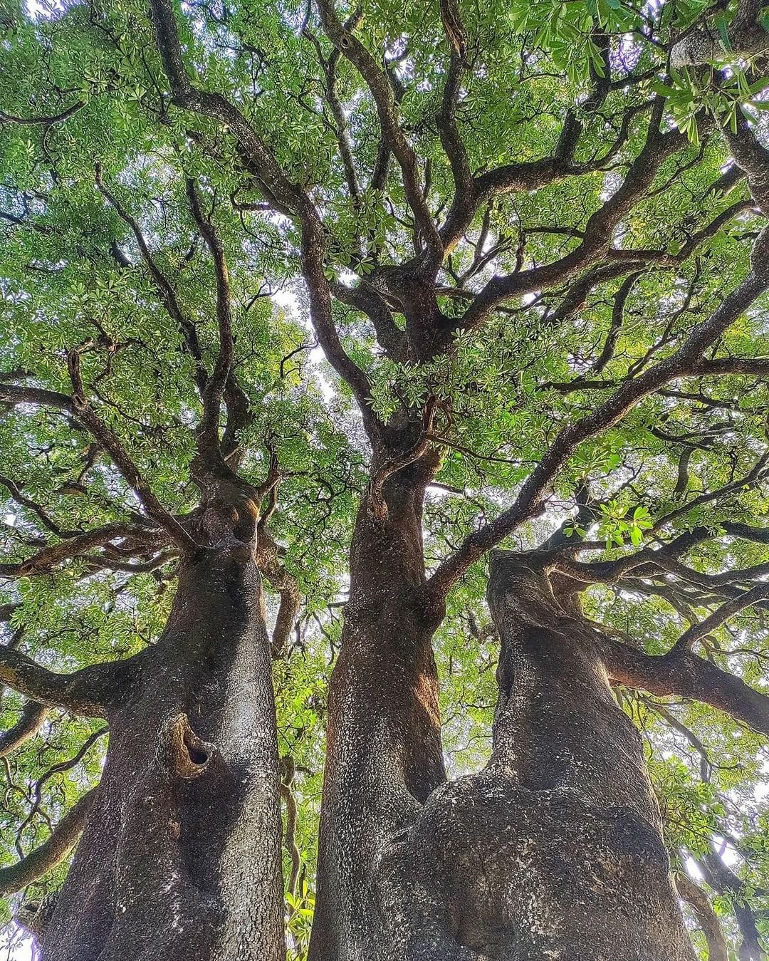 Two large trees with their trunks up in the air, known as Devil Tree.