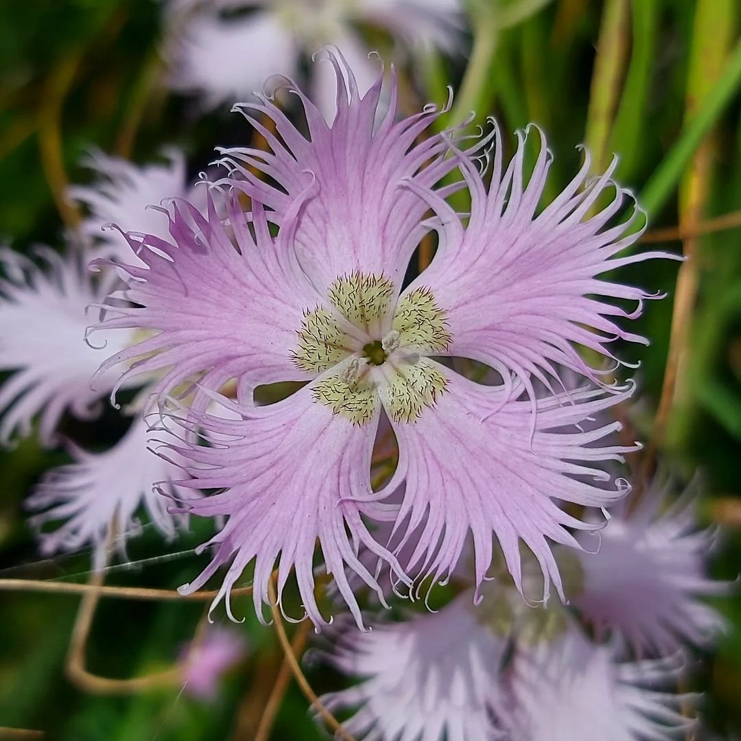 A close up of a purple Dianthus flower with green leaves.