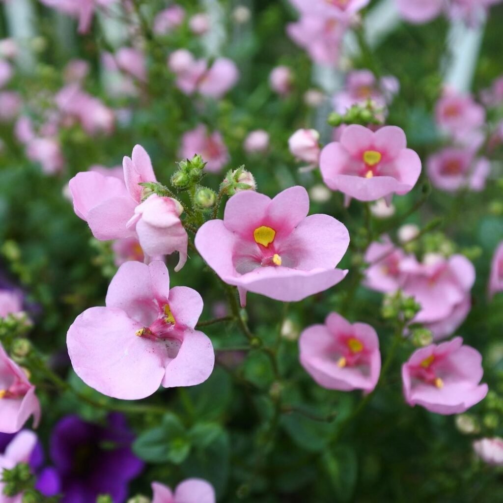 Pink and purple Diascia flowers in a garden
