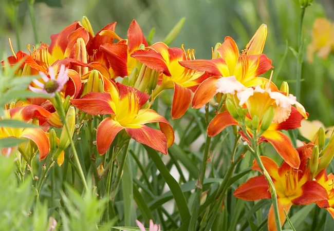 Daylilies: The Carefree Beauties of American Gardens