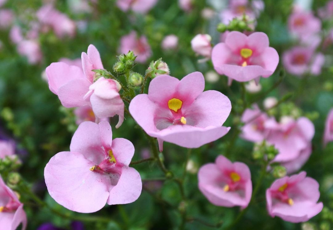 Diascia(Twinspur): The Charming Twinspur Flower for Your Garden