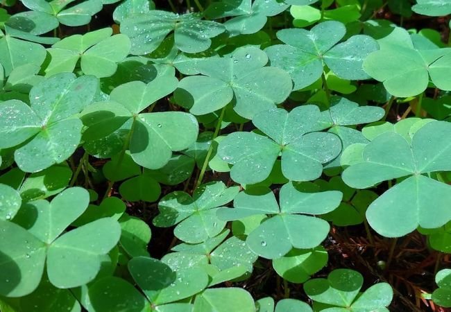 Discover the Fascinating World of the Four-Leaf Clover Plant : Luck, Myths and Tips