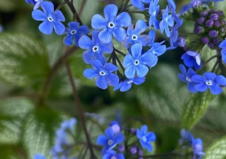 Brunnera flowers