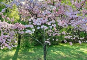 Dogwood Flowers: A Symbol of American Spring