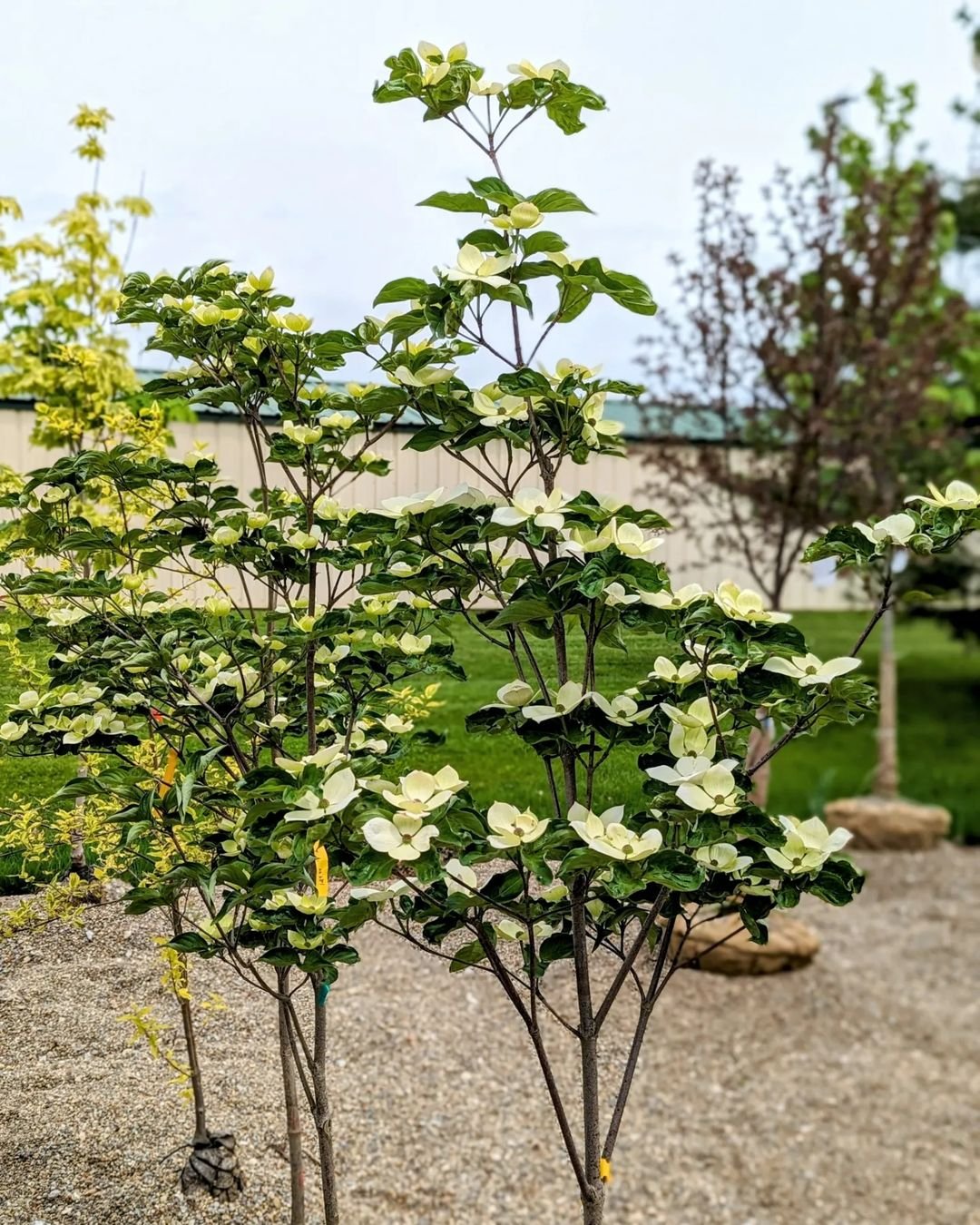 Dogwood tree with pink flowers in grassy field.