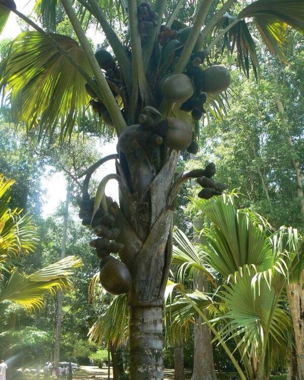 A Double Coconut Palm tree with fruit hanging from it.