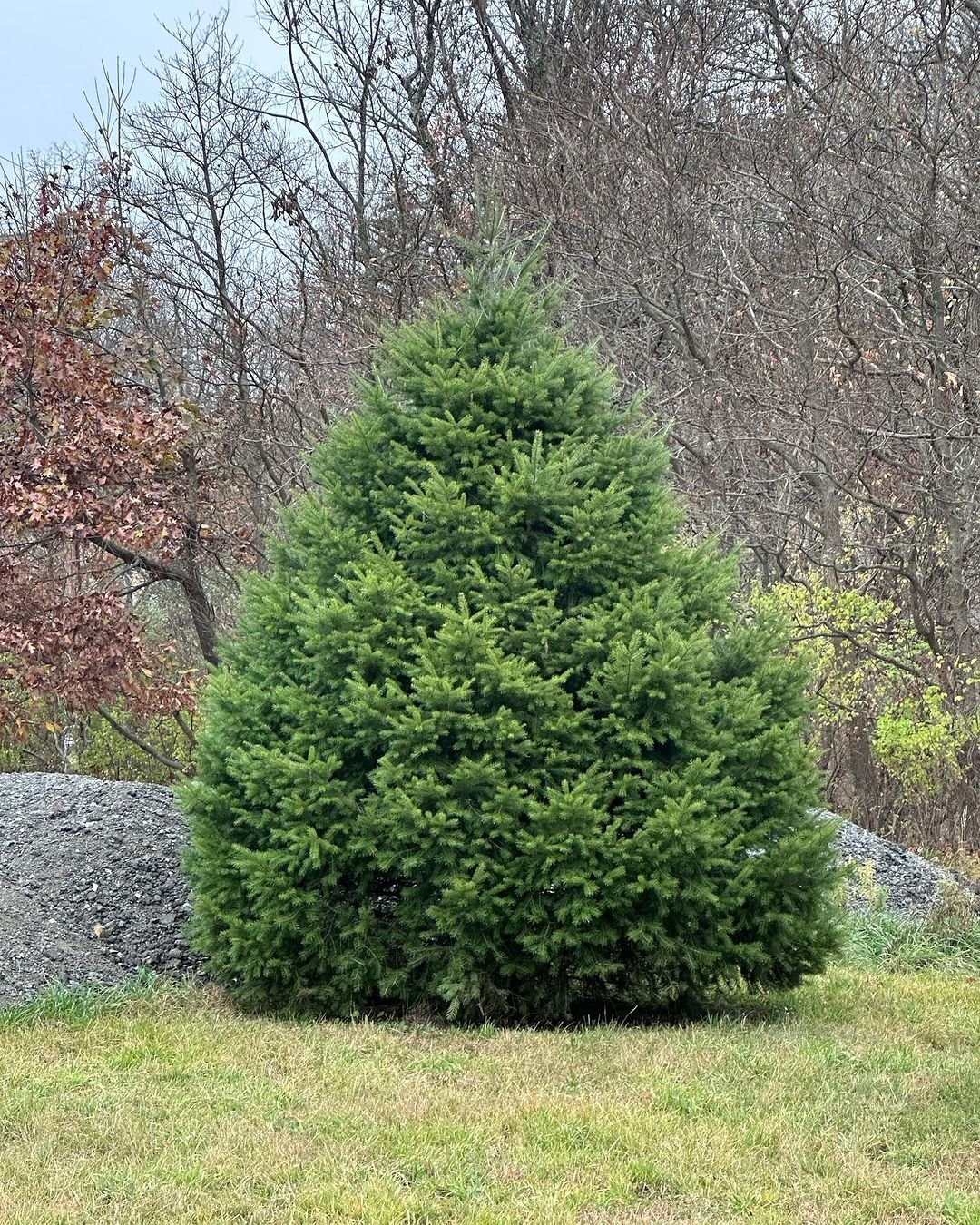 A majestic Douglas Fir tree standing tall in an open field.