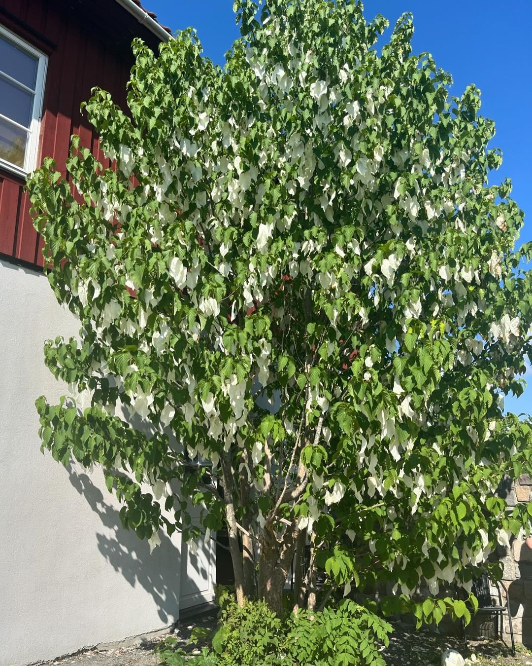 White flowers of a Dove Tree blooming in front of a building.