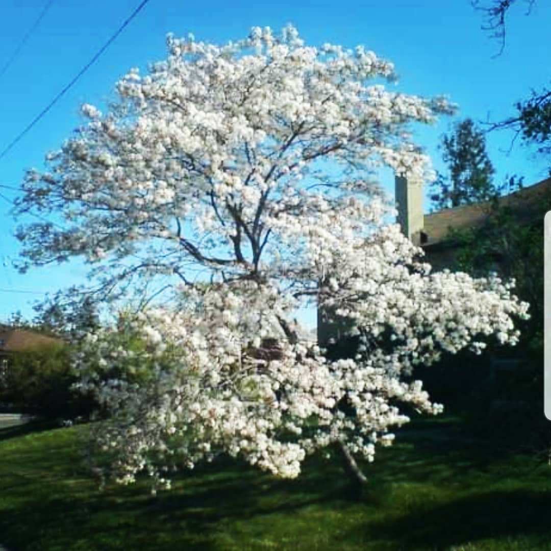 White Downy Serviceberry tree blooming in front of a house.