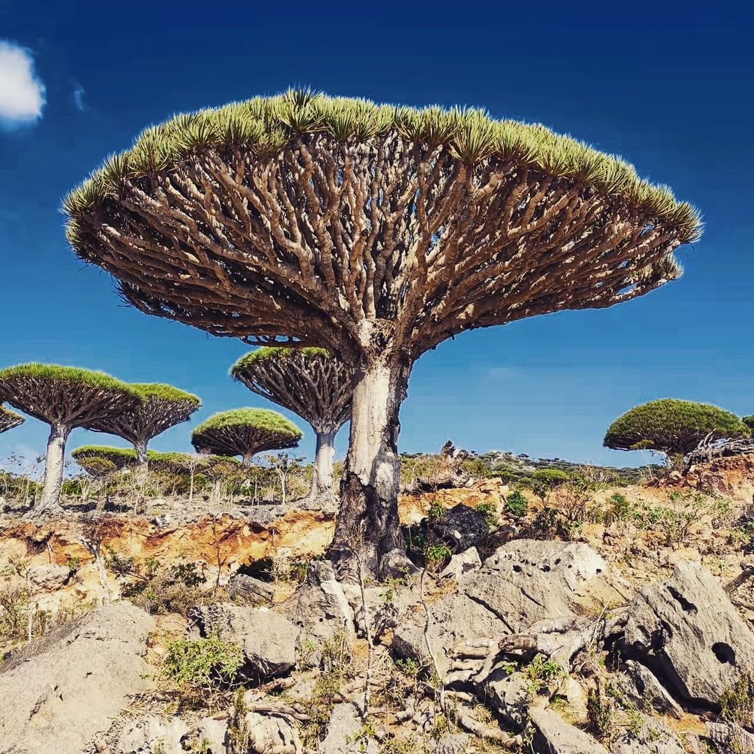 A Dragon Blood Tree standing tall in the desert landscape.