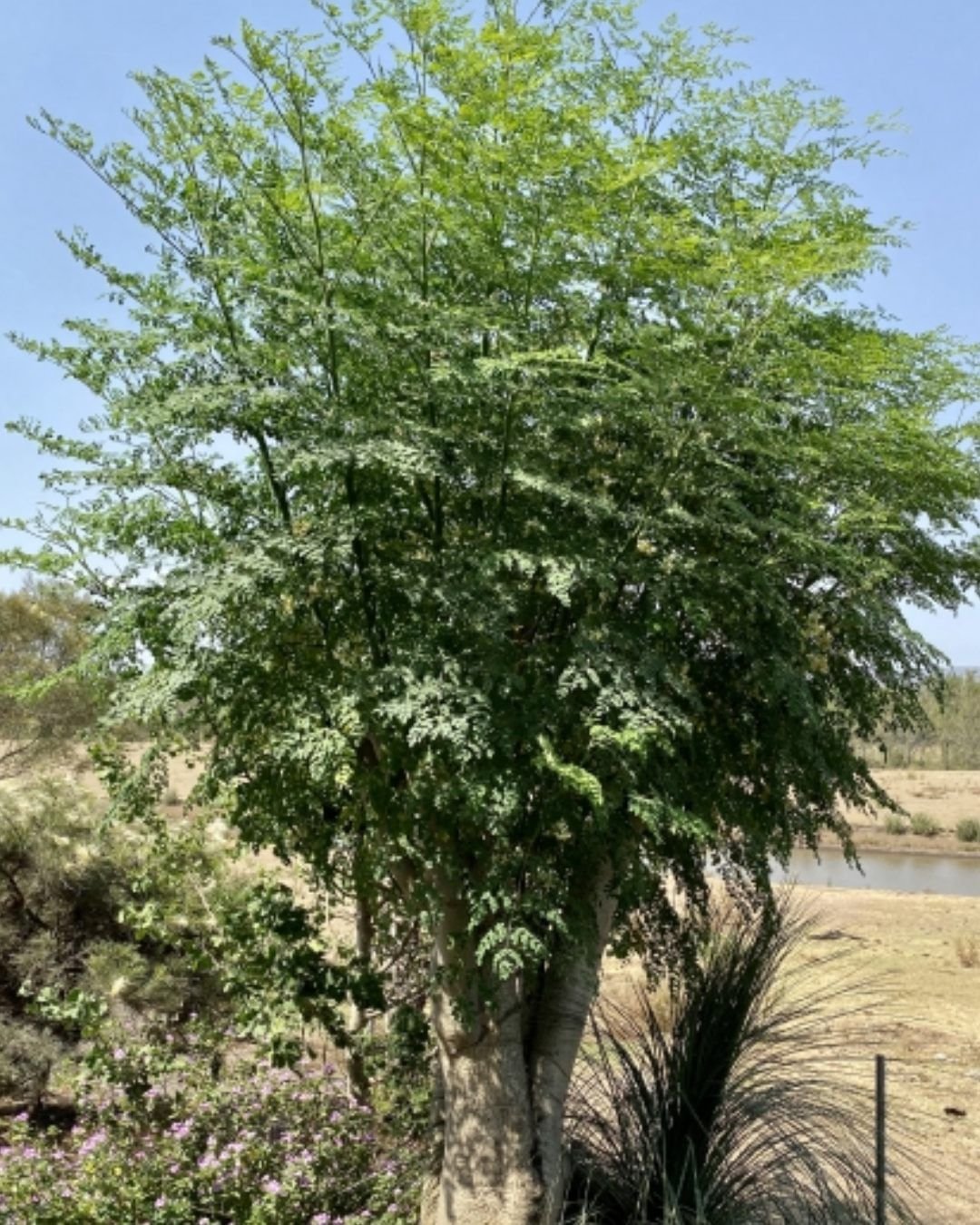 A Drumstick Tree with lush green leaves standing tall in a field.